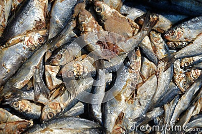 Fresh Krill used as bait