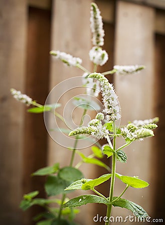 Fresh mint flowers.