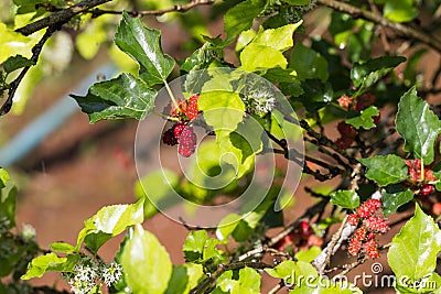 Fresh mulberry on tree