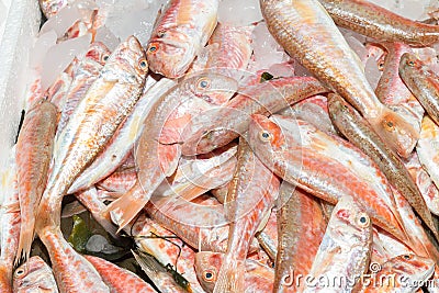 Fresh from the ocean red fish variety