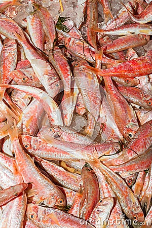 Fresh from the ocean red fish variety