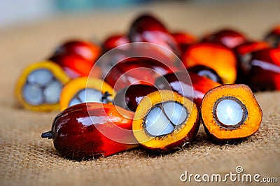 Fresh oil palm fruits