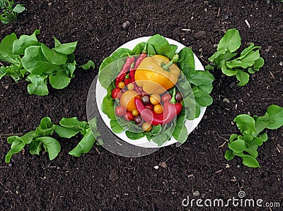 Fresh organic garden vegetables