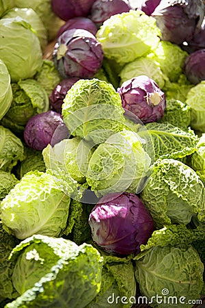 Fresh organic savoy cabbage and purple cabbage