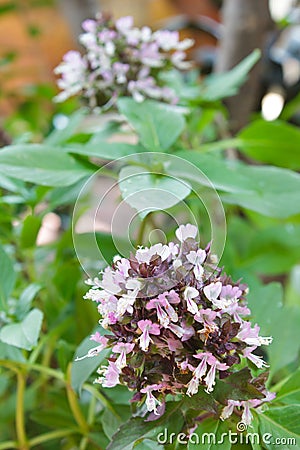 The fresh organic sweet basil bunch.