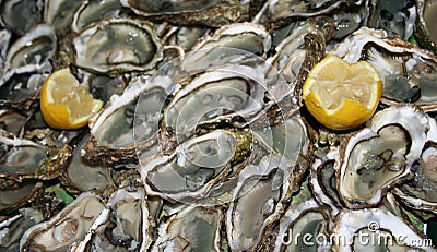 Fresh oysters ready to eat