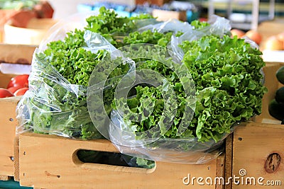 Fresh-picked lettuce in plastic bags