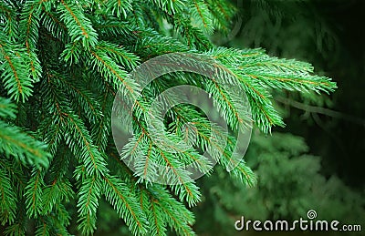 Fresh pine needles