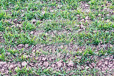 Fresh plants in plantation field