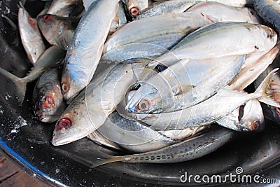 Fresh raw mackerel fish in basket.