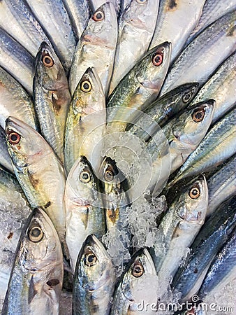 Fresh raw mackerel fish