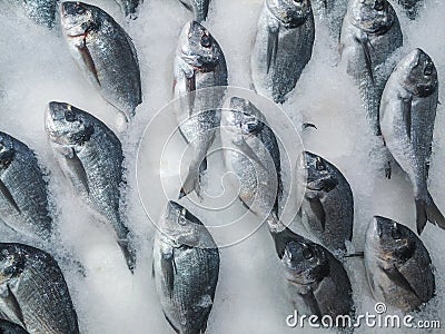 Fresh sea bream on counter