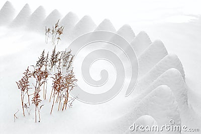 Fresh snow in the garden