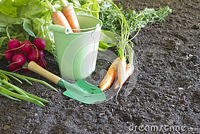 Fresh spring organic vegetables on the soil in the garden