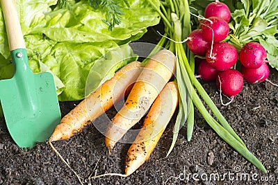 Fresh spring organic vegetables on the soil in the garden