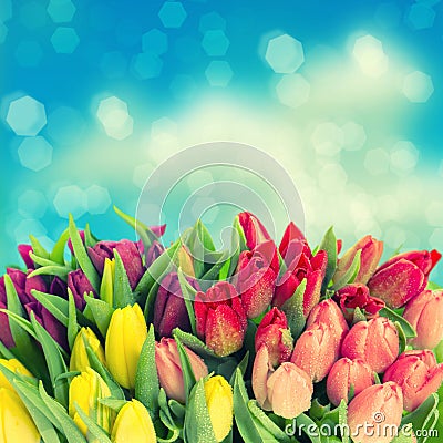 Fresh spring tulip flowers with water drops