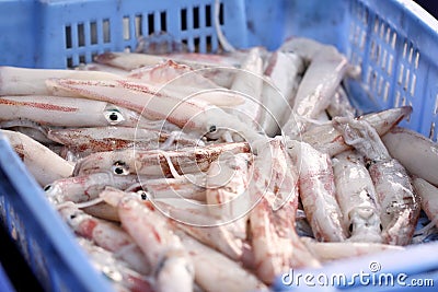 Fresh squid at seafood market.