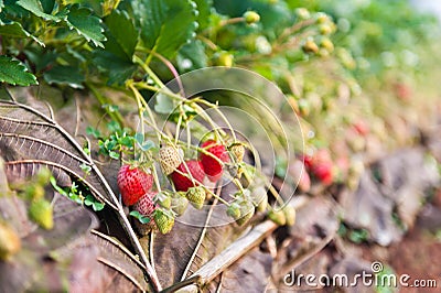 Fresh strawberries farm