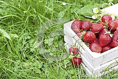 Fresh strawberries in white box