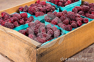 Fresh Tayberries in boxes at market