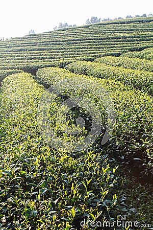 Fresh tea leaves on morning. Tea plantations