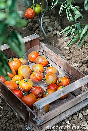 Fresh tomatoes in garden