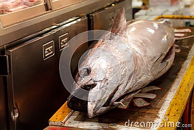 Fresh tuna