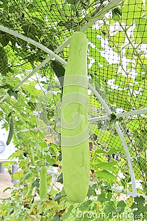 Fresh vegetable marrow in a vegetable garden