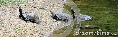 Fresh water turtle