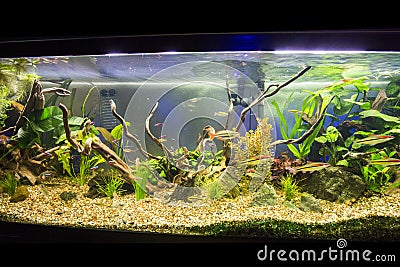 Freshwater aquarium.