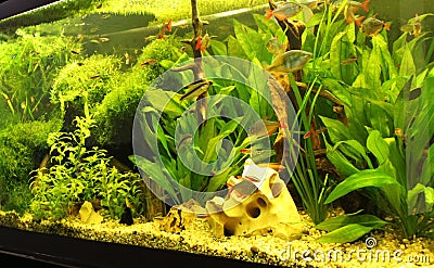 Freshwater aquarium detail