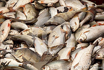 Freshwater fish caught in fishing pond