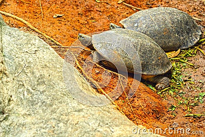 Freshwater turtles that live on land.