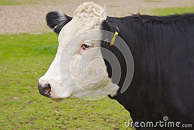 Fresian cow profile