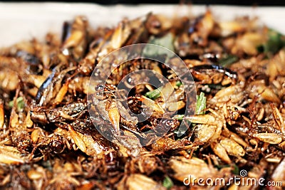 Fried insects