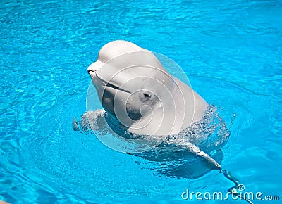 Friendly Beluga Whale