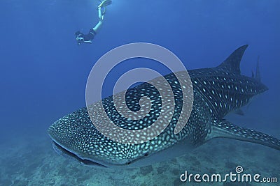 Friendly whale shark