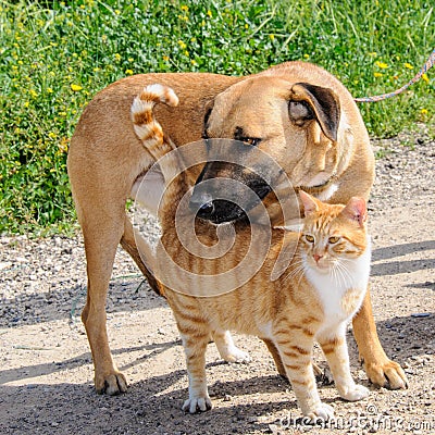Friends - brown dog and ginger cat together