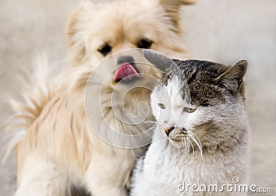 Friendship between cat and puppy
