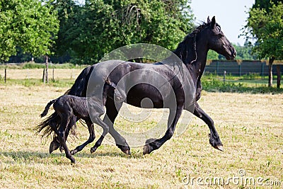 Friesian horse with foal running
