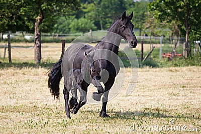Friesian horse with foal running in the paddock