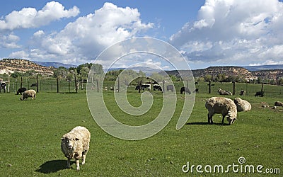 Friesian Sheep in Pasture