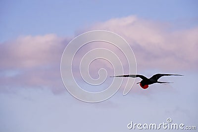 A frigate bird with a pouch flying in the sky