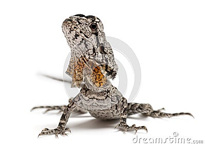 Frill-necked Lizard Royalty Free Stock 