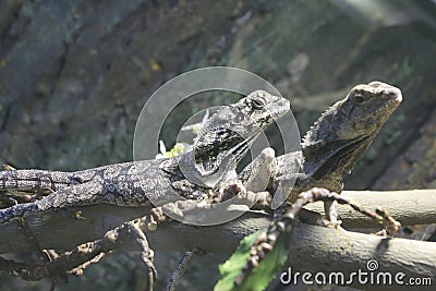 Frilled Lizard