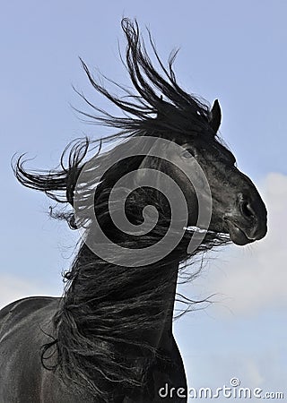 Frisian black horse portrait