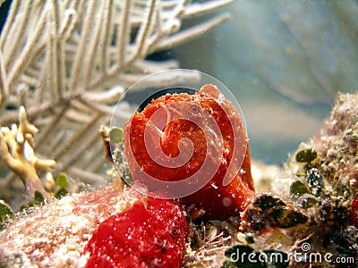 Frog Fish or Angler Fish