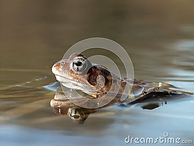 Frog in the forest pond