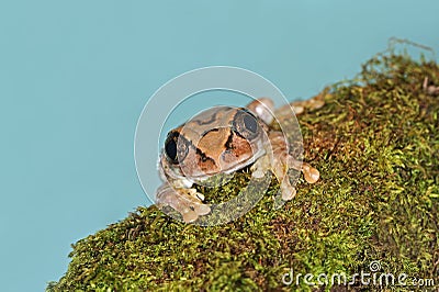 Frog with large eyes