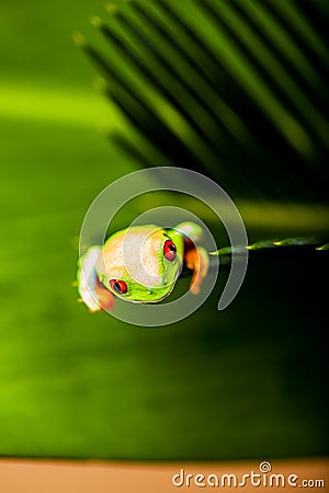 Frog on a leaf in the jungle
